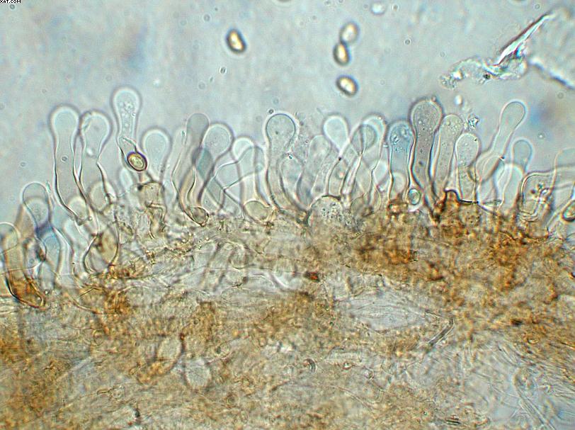 Simocybe haustellaris   ( Fr. )   Watling